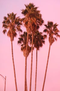 Low angle view of coconut palm trees against sky