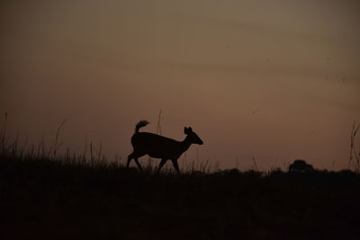 Silhouette of deer on field against sunset sky