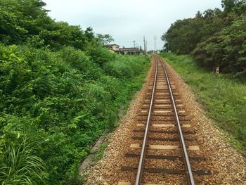 Railroad track passing through trees