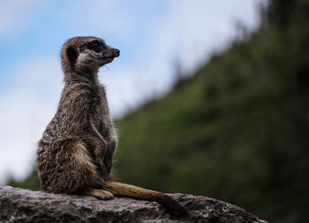 Side view of meerkat sitting on rock