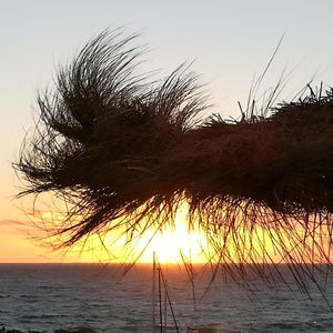 Silhouette tree on beach against sky during sunset