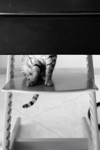 Low section of cat relaxing on floor