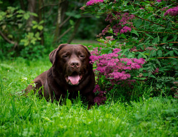 Close-up of dog on grass