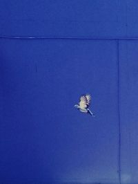 Low angle view of bird flying against blue sky