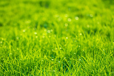 Full frame shot of green grass