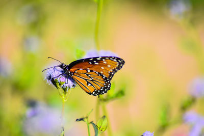 Close-up of butterfly pollinating on flower