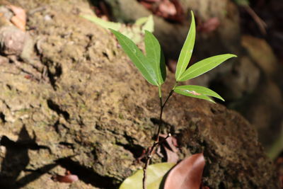 Close-up of hand holding small plant