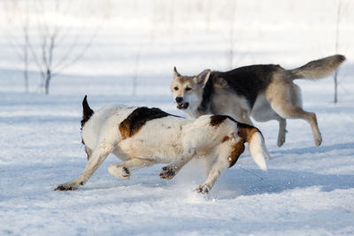 Dogs on snow covered land