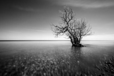 Bare tree on landscape against sky