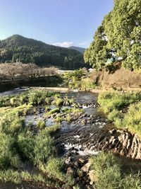 Scenic view of river by trees against sky