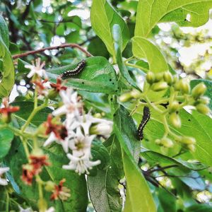 Close-up of insect on plant