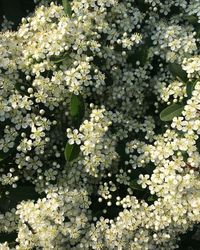 High angle view of white flowering plant