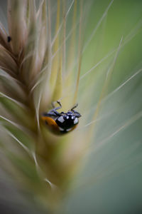 Close-up of insect on flower