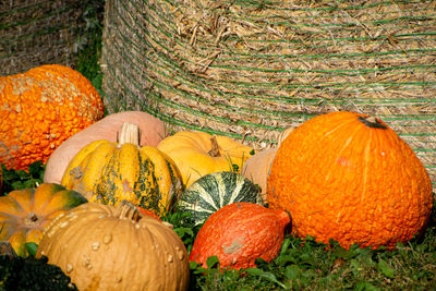 View of pumpkins in autumn