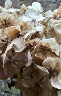 Close-up of plant against blurred background