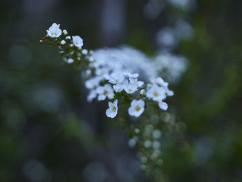 Close-up of white flowering plant