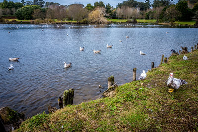 Ducks swimming in lake against sky