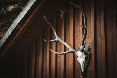 Low angle view of animal skull on wall