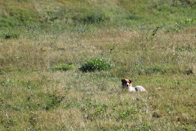 Sheep on grass