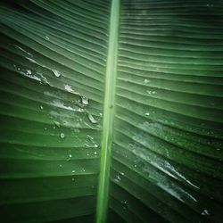 Full frame shot of raindrops on green leaves