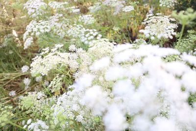 Close-up of white flowers