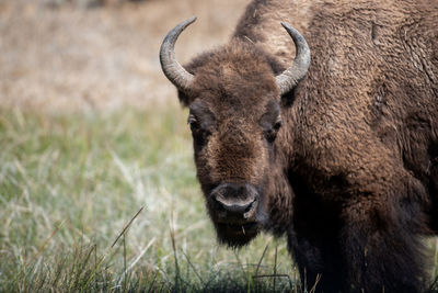 Bison portrait