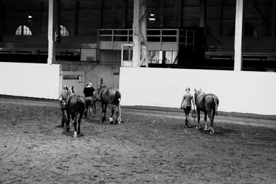 Horses standing on floor