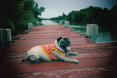 Dog lying down on wooden footpath