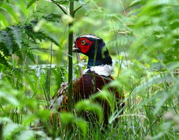 Bird on a field