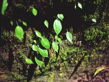 Close-up of plants growing in forest