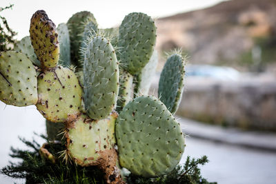 Close-up of prickly pear cactus