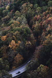 High angle view of road amidst trees in forest