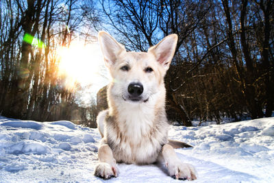 Portrait of dog sitting in snow