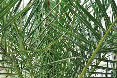 Full frame shot of palm trees