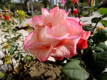 Close-up of pink rose