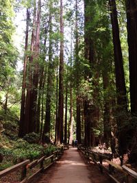 Road passing through forest