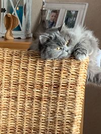 Cat relaxing in basket at home
