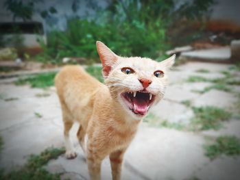 Portrait of cat standing outdoors