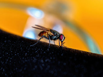 Close-up of housefly