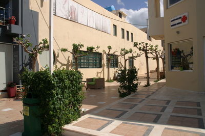 Plants growing outside building