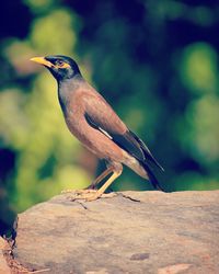 Close-up of bird perching on rock