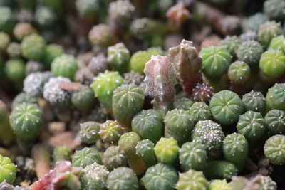 Full frame shot of fresh green plants