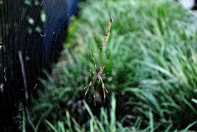 Close-up of spider web