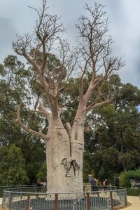 Trees in park