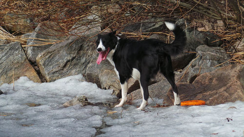 Side view of a dog on frozen water