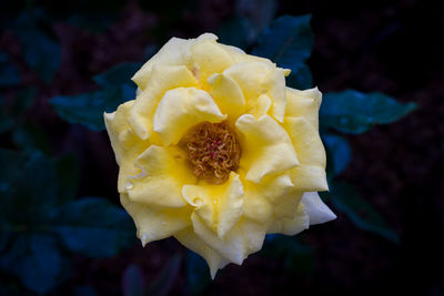 Close-up of yellow rose flower