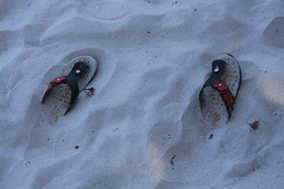 High angle view of animal on sand