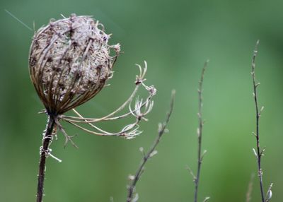 Close-up of thistle on plant