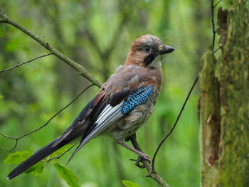 Close-up of bird perching on branch in forest