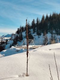 Snow covered plant on land against sky